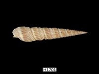 藏品(櫛筍螺)的圖片